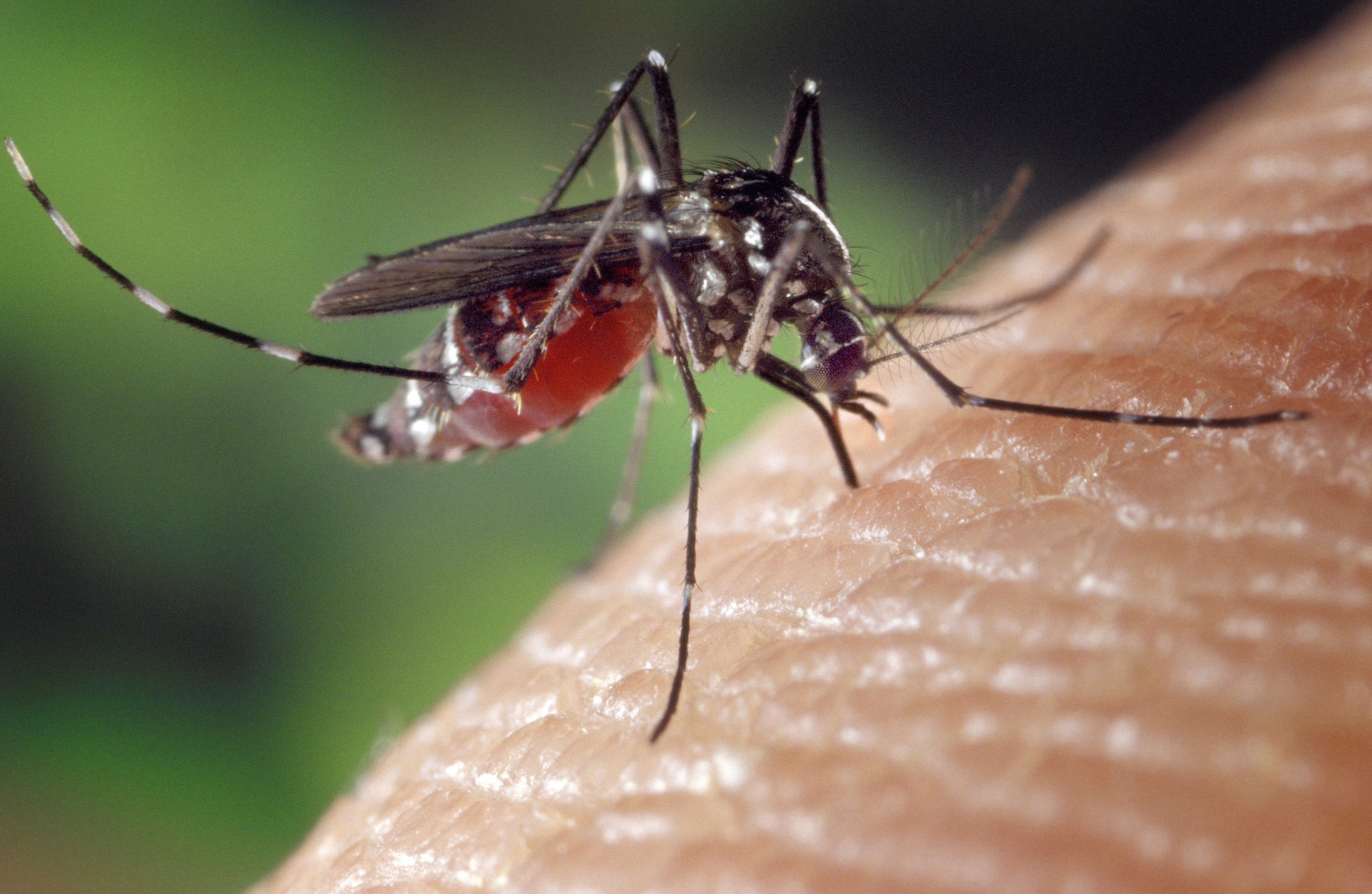 close up of a mosquito on someones arm