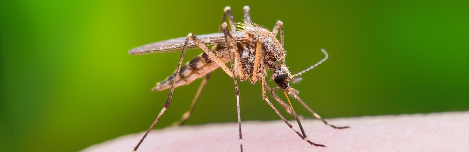 close up of a mosquito on someones hand