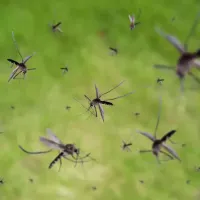 mosquitoes