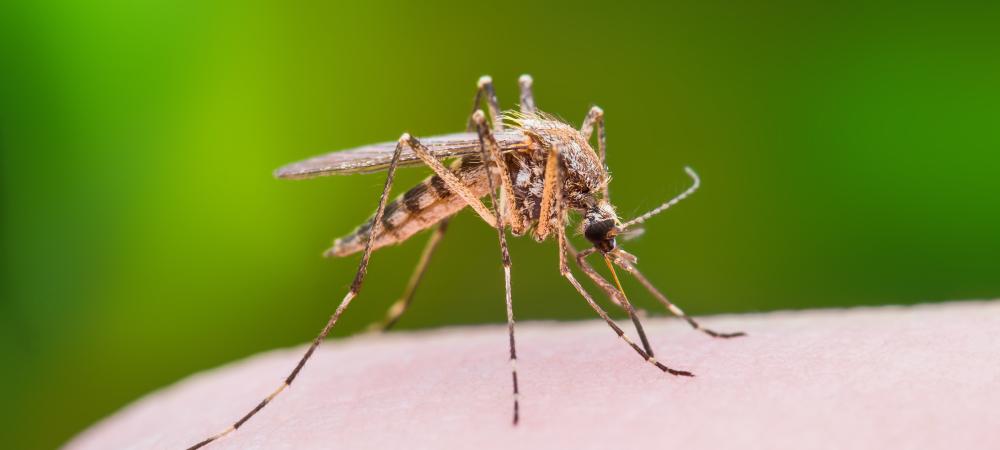 close up of a mosquito on someones hand