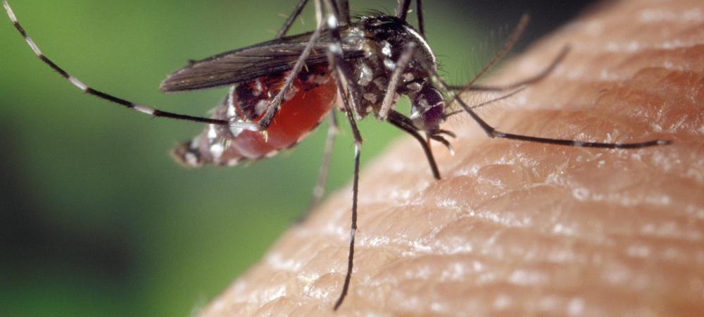 close up of a mosquito on someones arm