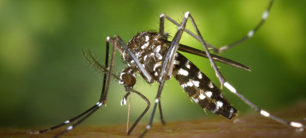 close up of a mosquito with stripes