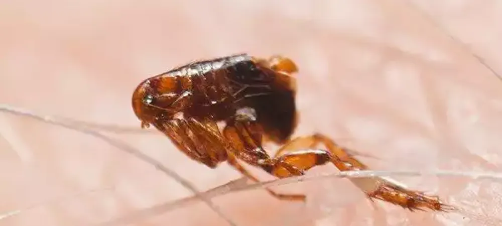 A close up of a bug on the ground