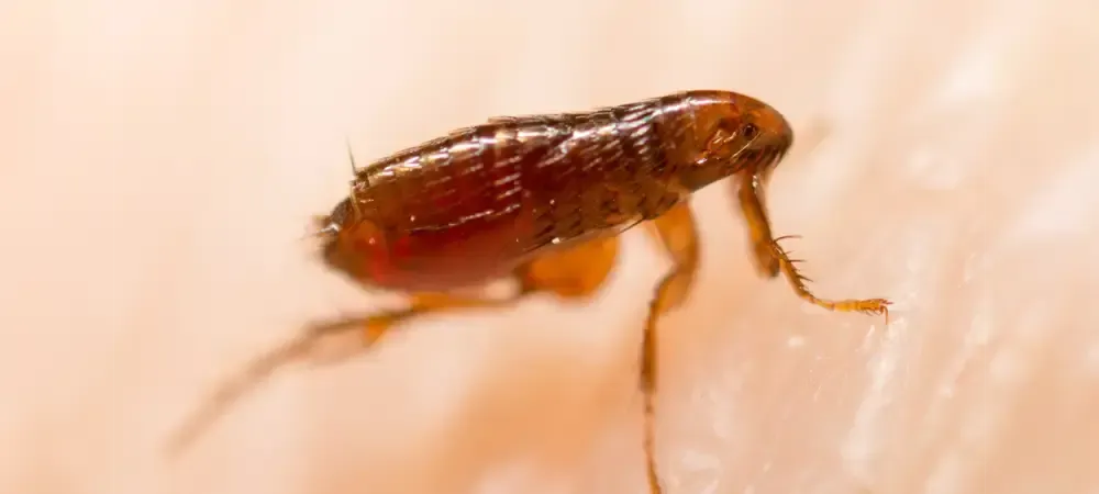 A close up of a bed bug on the surface