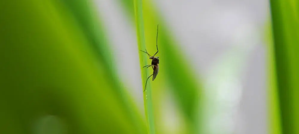 A close up of a bug on the grass