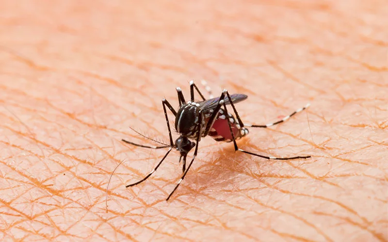 A mosquito sitting on top of an adult leg.