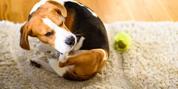 A dog is playing with a ball on the carpet.