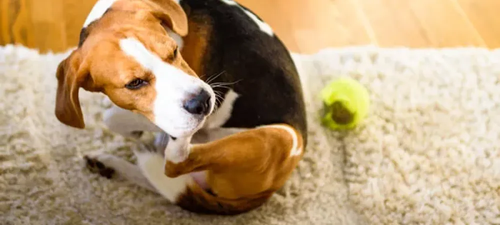 A dog and cat playing with a ball.