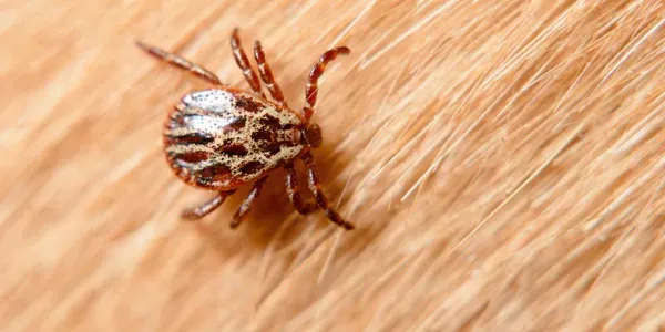 A close up of a spider on the floor